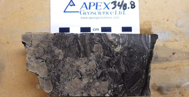 Figure 5: Blebby chalcopyrite (yellow brassy) and organic rich breccia in drill hole ST23-04 from approximately 340.8m downhole.