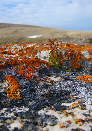 Sustainability Dropdown